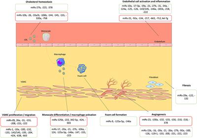 The role of miRNAs in the diagnosis of stable atherosclerosis of different arterial territories: A critical review